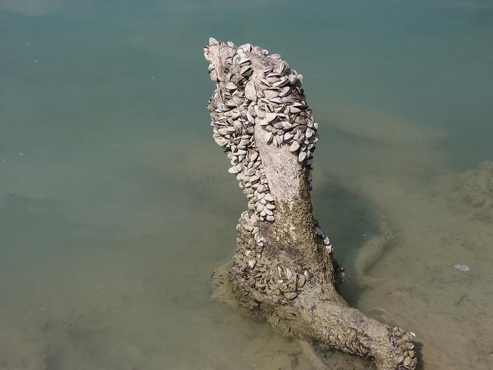 Dreissena